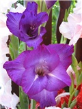 gladiola